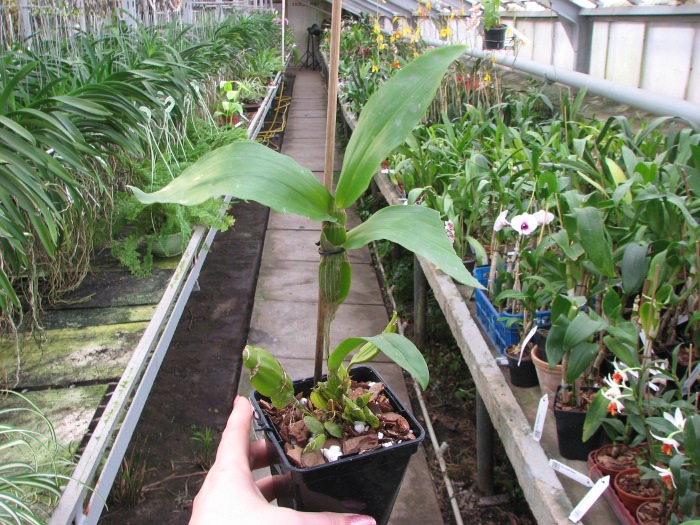 Dendrobium sulcatum.JPG