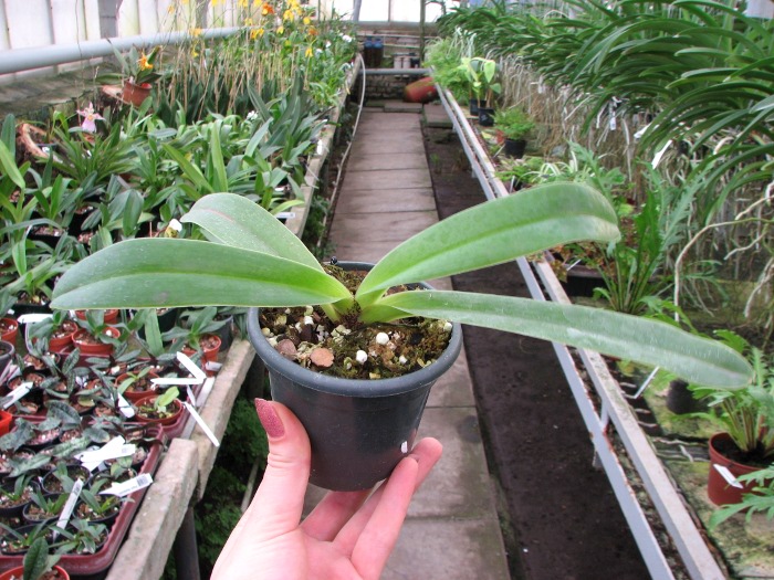 Paphiopedilum charlesworthii 'In-Charm' x Paphiopedilum Via Gala.JPG