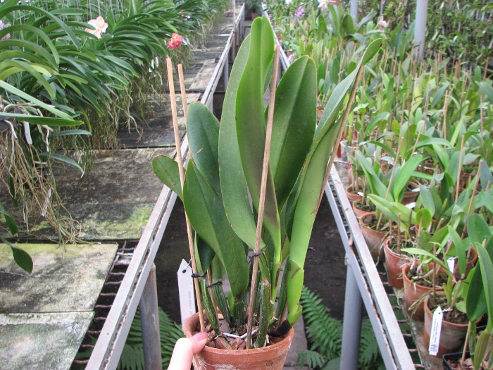 Brassolaeliocattleya Tubtim Siam.JPG