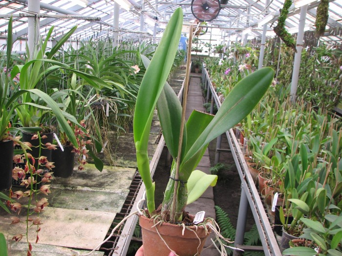 Laeliocattleya Shirayukihime 'M' (Tokyo Magic x Mildred Rives).JPG