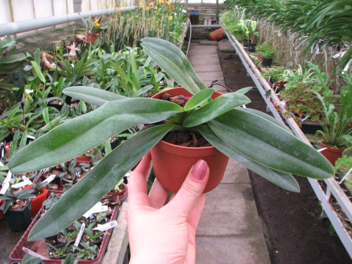 Paphiopedilum Whitemoore 'Norriton'.JPG