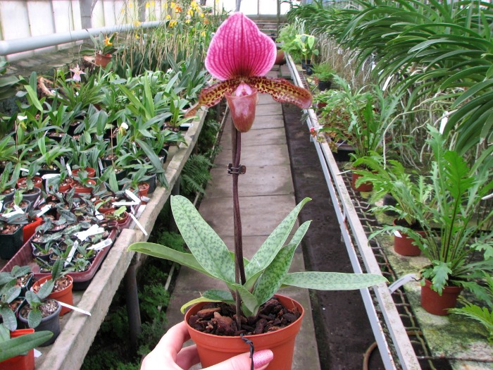Paphiopedilum Ruby Leopard Vini x charlesworthii.JPG