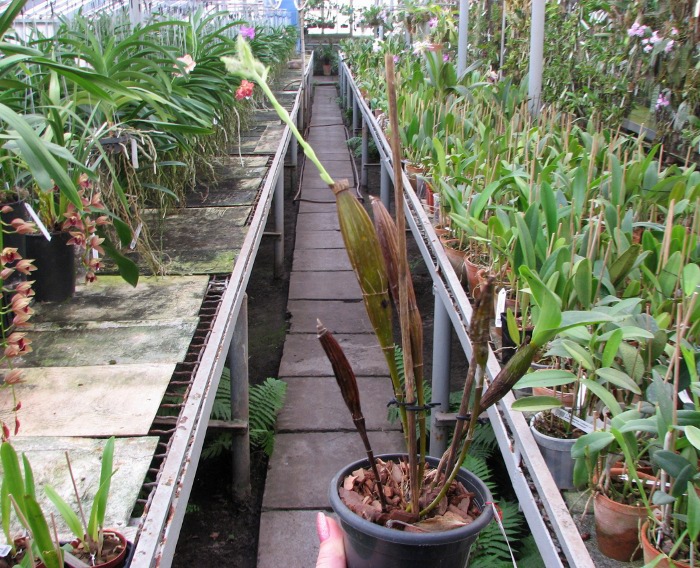 Dendrobium setigerum.JPG