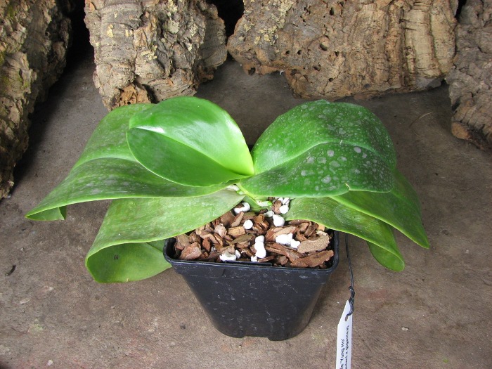 Phalaenopsis Ohl Flame 'Yung Ho' (Princess Kaulani x gigantea).JPG