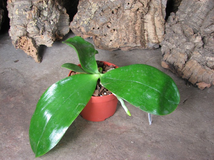 Phalaenopsis Princess Kailuani (violacea x amboinensis).JPG