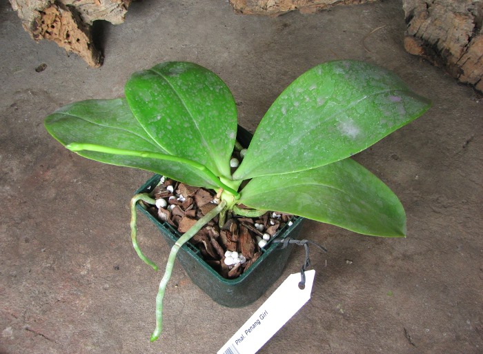 Phalaenopsis Penang Girl.JPG