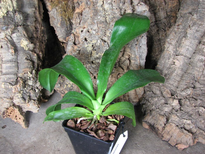 Phalaenopsis lueddemanniana.JPG
