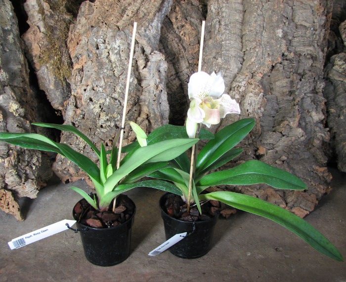 Paphiopedilum Rosy Dawn.JPG