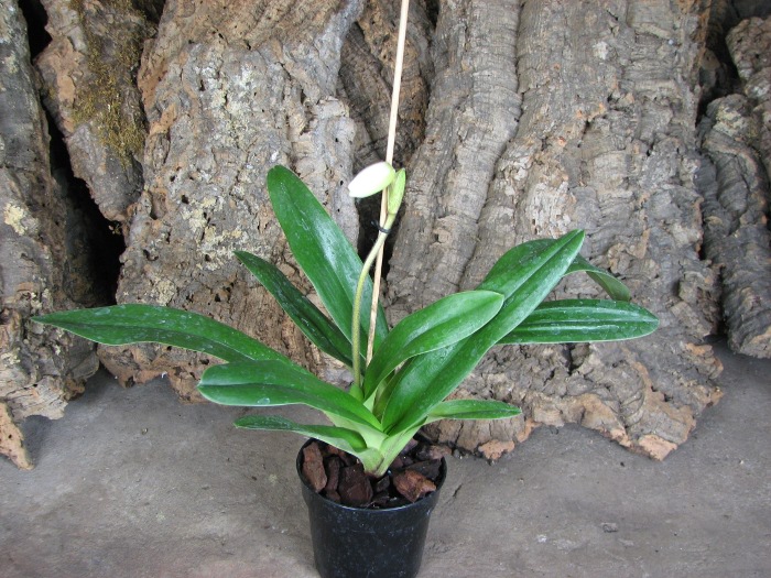 Paphiopedilum Rosy Dawn.JPG