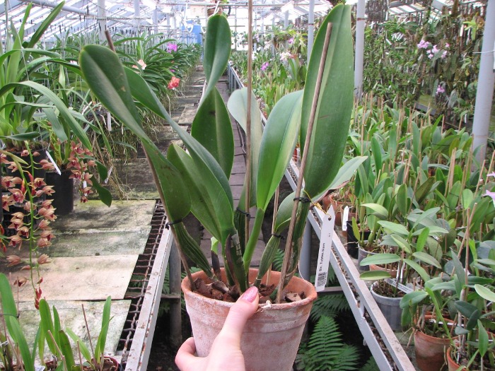 Brassolaeliocattleya Tubtim Siam.JPG