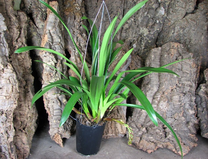 Cymbidium Tuffet.JPG