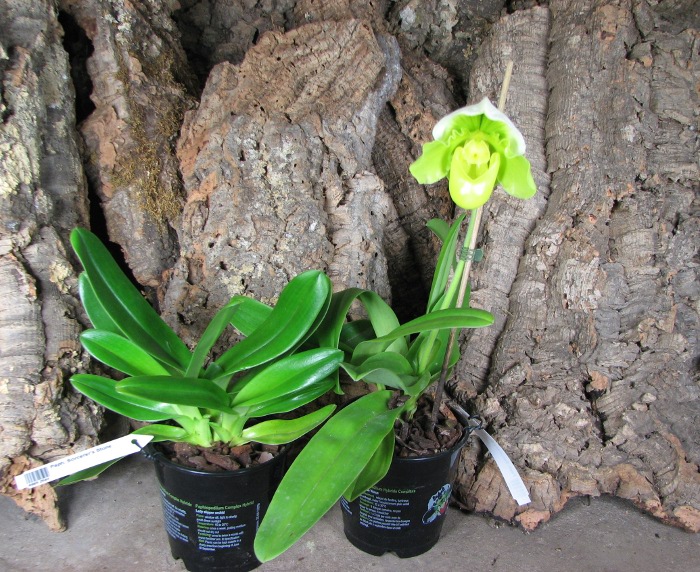 Paphiopedilum Sorcerer's Stone.JPG