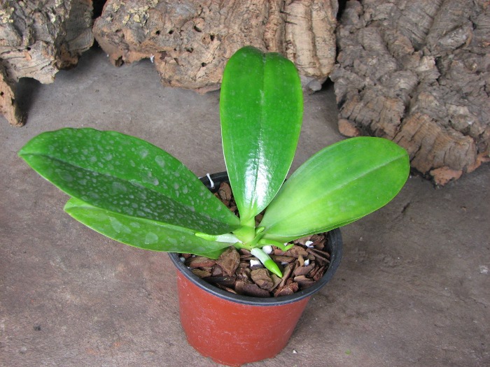 Phalaenopsis Chienlung Red King (Ld's Bear King x pulchra).JPG