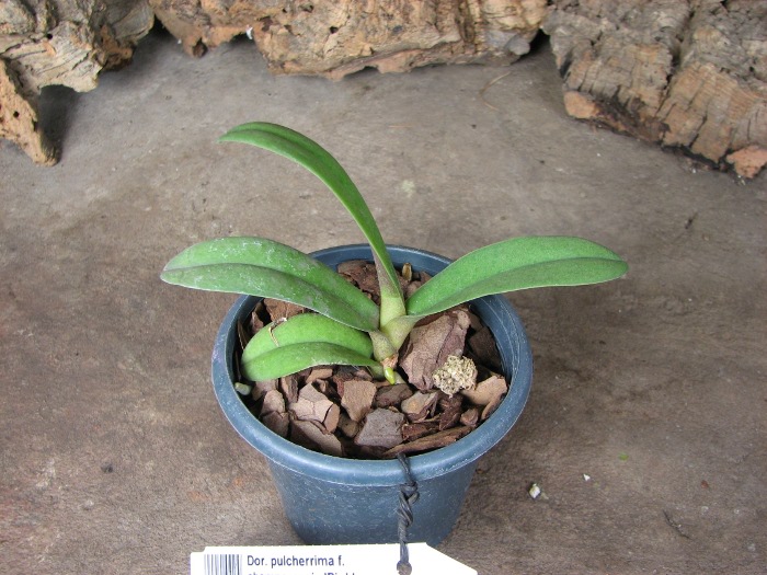 Doritis pulcherrima f. champorensis 'Pink'.JPG