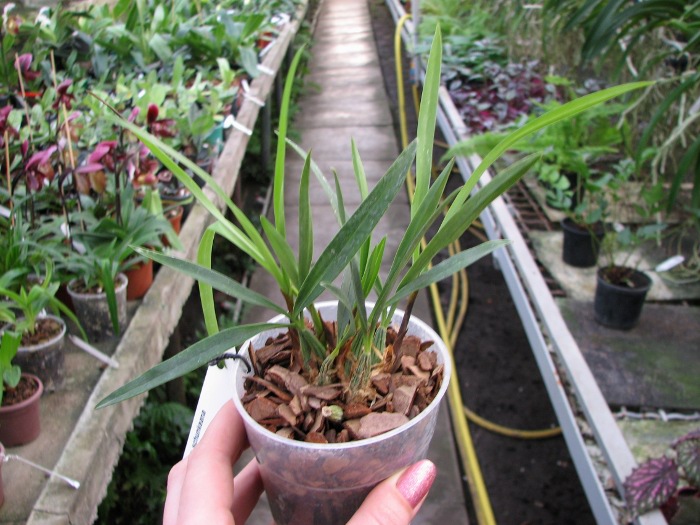 Maxillaria schunkeana.JPG