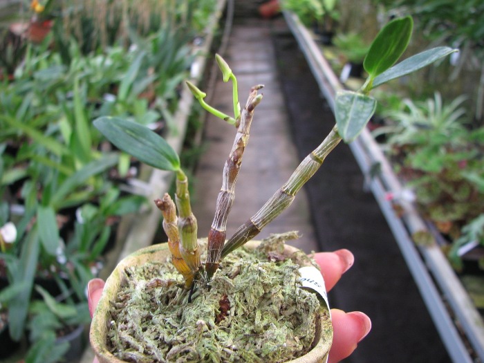 Dendrobium moniliforme Shokkou Nishiki.JPG