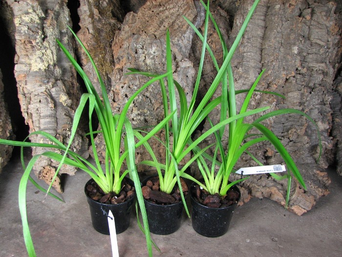 Cymbidiella pardalina.JPG