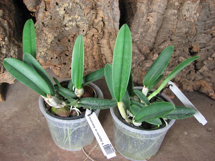 Brassavola digbyana var. fimbripetala.JPG