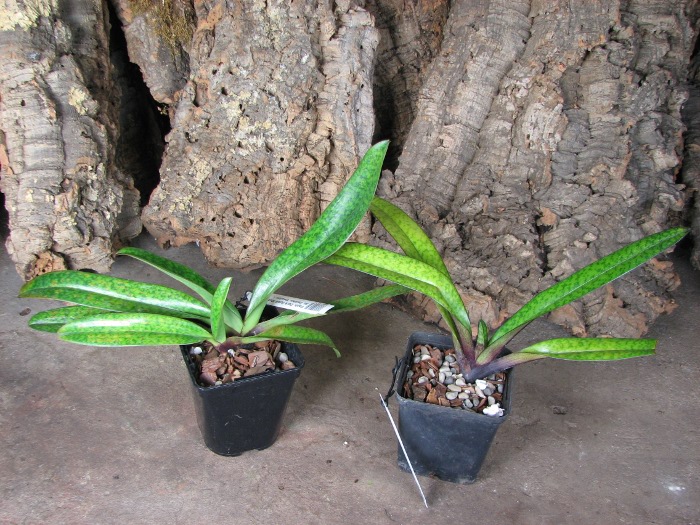 Paphiopedilum Dark Spell 'Ruby' x Paphiopedilum St. Swithin 'Swallow'.JPG