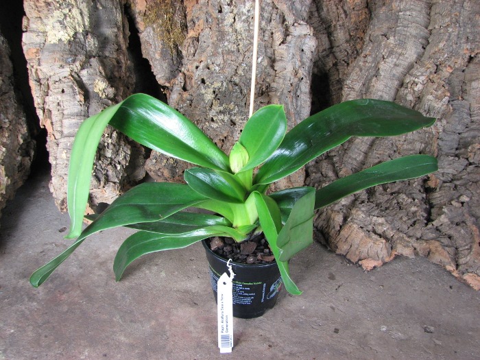 Paphiopedilum Arafura Sea x New Generation.JPG