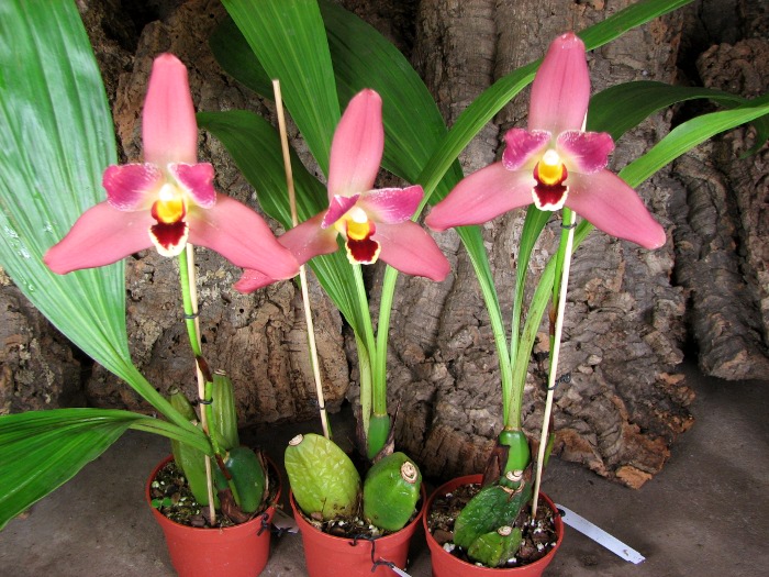 Angulocaste Red Jewel.JPG