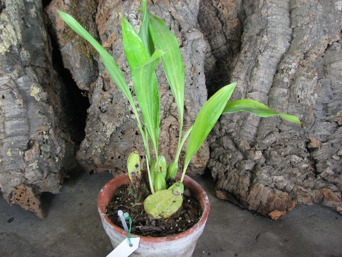 Ida fulvescens.JPG