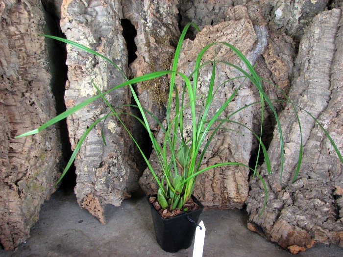 Maxillaria tenuifolia.JPG