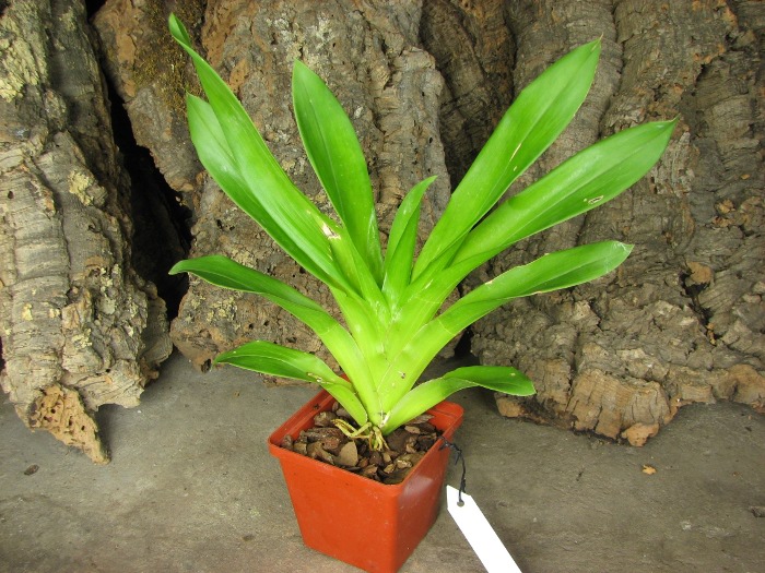 Huntleya meleagris.JPG