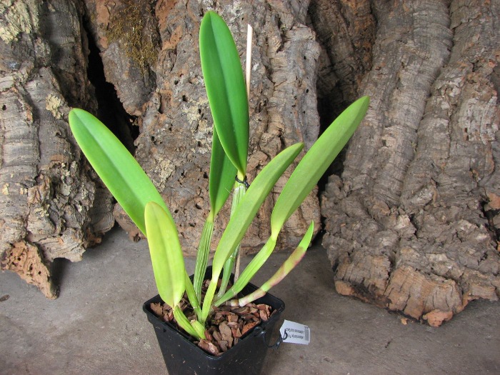 Cattleya lueddemanniana tipo 'Pinky' x Cattleya lueddemanniana rubra 'Gesia'.JPG