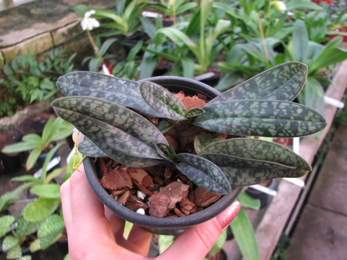 Paphiopedilum Ho Chi Minh (delenatii x vietnamense).JPG