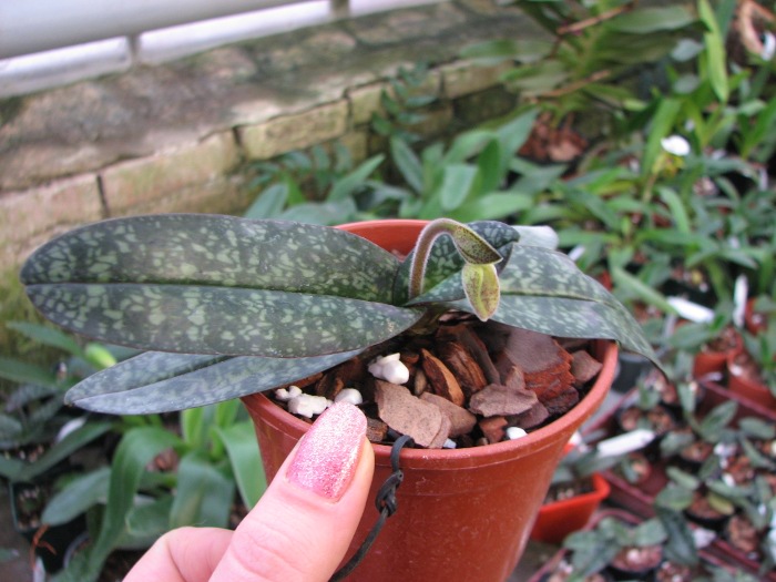 Paphiopedilum niveum (1508).JPG