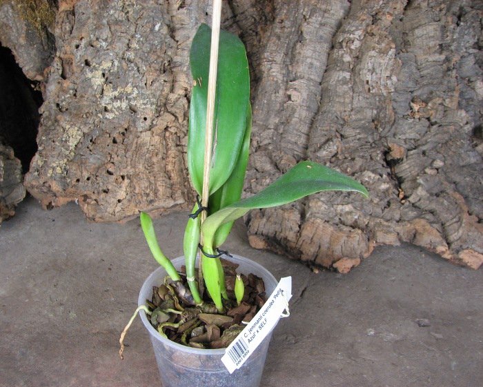 Cattleya jenmanii coerulea 'Pedra Azul' x SELF.JPG