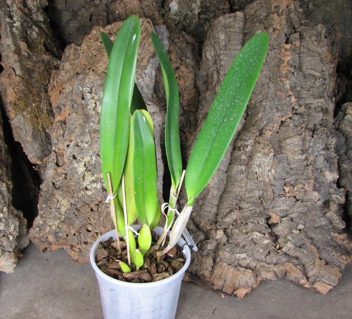 Laeliocattleya C G Roebling 'Blue Indigo' (Cattleya gaskelliana x Laelia purpurata).JPG