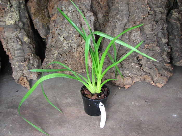 Cymbidiella pardalina.JPG