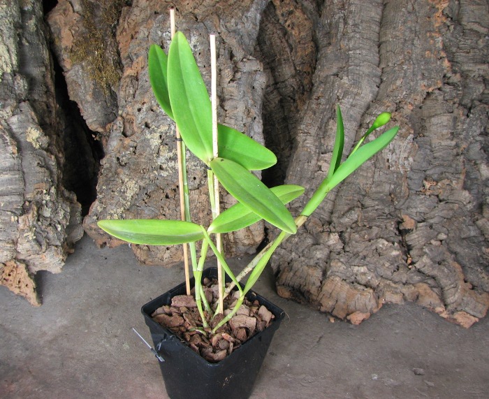 Cattleya harrisoniana clara 'Formosinha' x Cattleya harrisoniana escura 'Cheung's Delight'.JPG