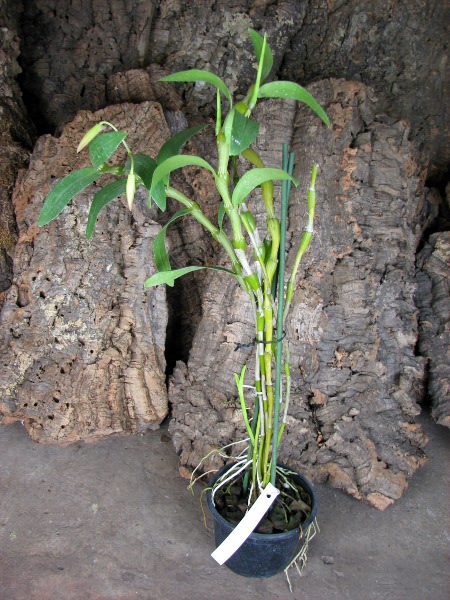 Dendrobium Cybelle.JPG