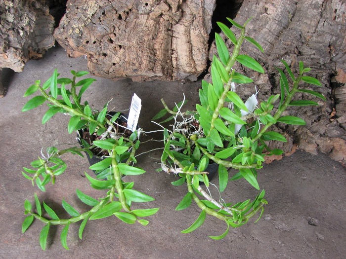 Dendrobium loddigesii.JPG