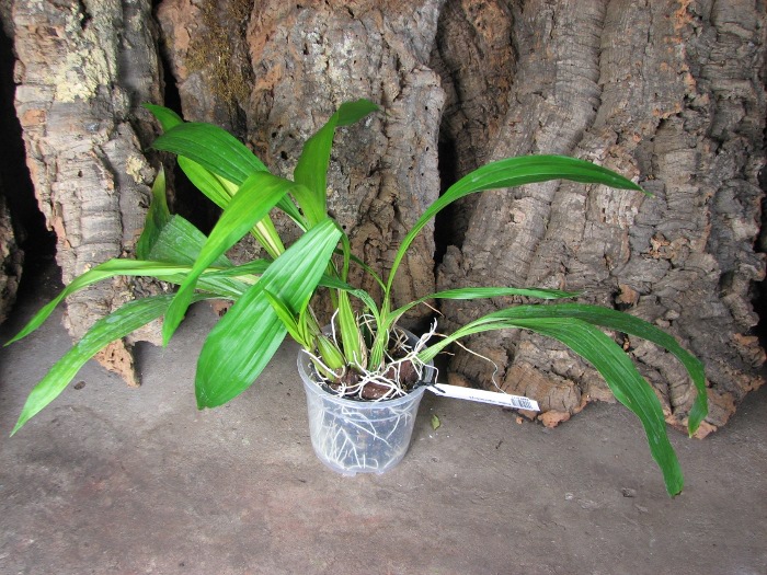 Coryanthes macrocorys.JPG