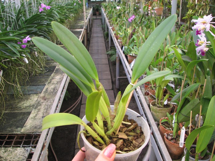 Cattleya lueddemanniana escura 'Roja' x Cattleya lueddemanniana escura 'Red'.JPG