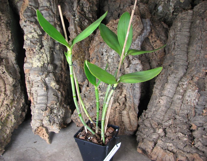 Cattleya harrisoniana var. trilabelo.JPG