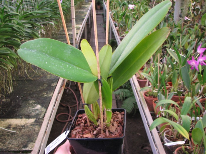 Cattleya warneri concolor 'HI' x Cattleya warneri venosa suave.JPG