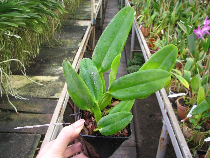 Cattleya warneri concolor x SELF.JPG