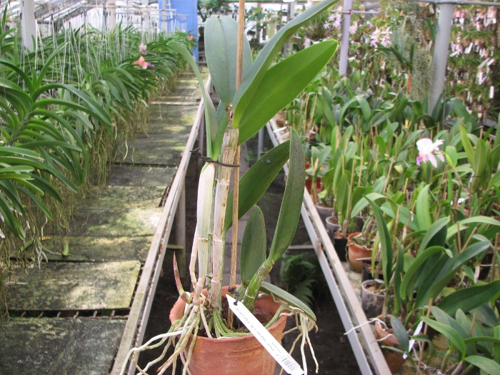 (Cattleya Pink Jaguar x Brassavola digbyana) 'ORCHIS'.JPG