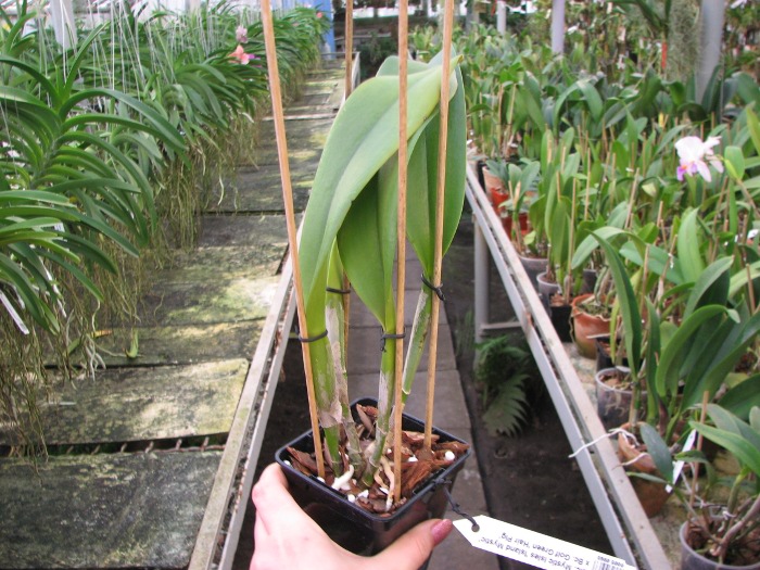 Brassolaeliocattleya Mystic Isles 'Island Mystic' x Brassocattleya Golf Green 'Hair Pig'.JPG
