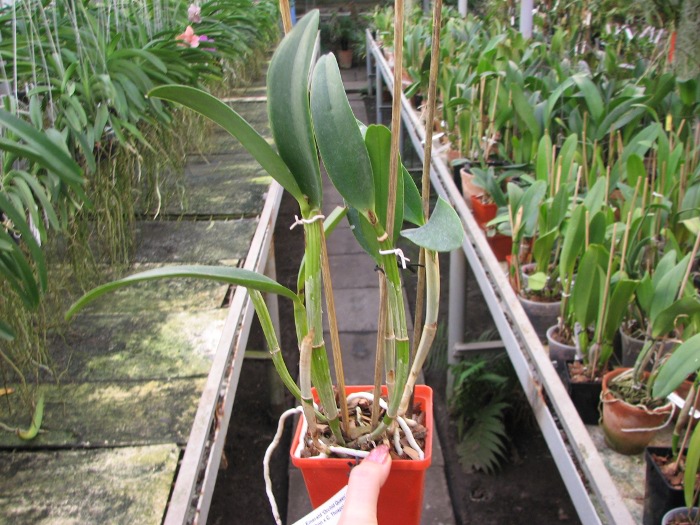 Cattleya Green Emerald 'Orchid Queen' (Cattleya Elizabeth Mahon x Cattleya Thospol Spot).JPG