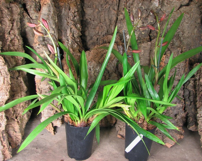 Cymbidium Bisou Bisou.JPG