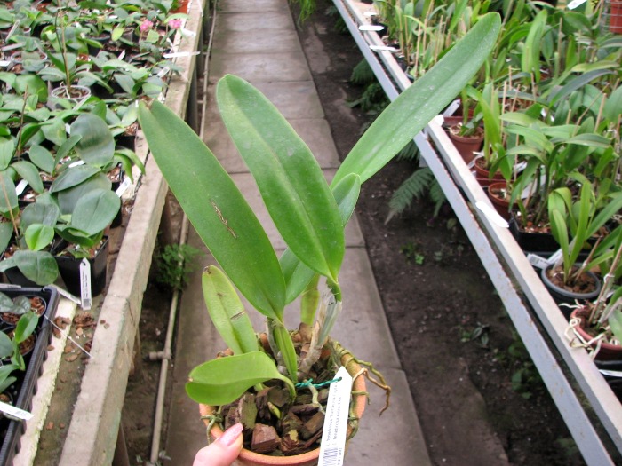 Laelia tenebrosa 'Fumacina Fujita' x Laelia tenebrosa extra XXX.JPG