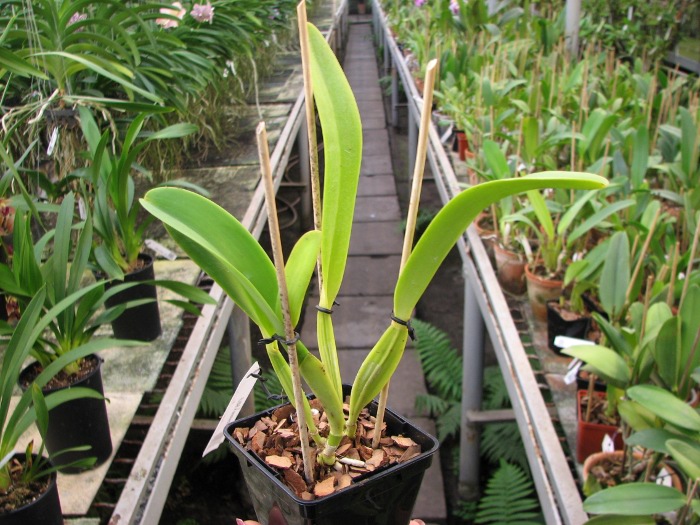 Cattleya dowiana x SELF.JPG
