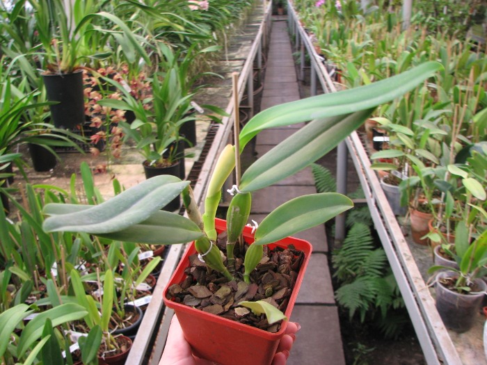 Cattleya labiata amesiana lineata 'AWZ' (Z-8) x Cattleya labiata amesiana lineata 'Pedra Azul'.JPG