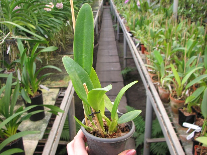 Cattleya trianae alba 'AWZ' x Cattleya trianae alba 'Suzi' (31-8).JPG